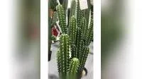 Bonsai di simulazione di piante di cactus artificiali dal design classico per la decorazione di interni